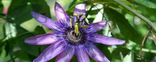 photo of flower